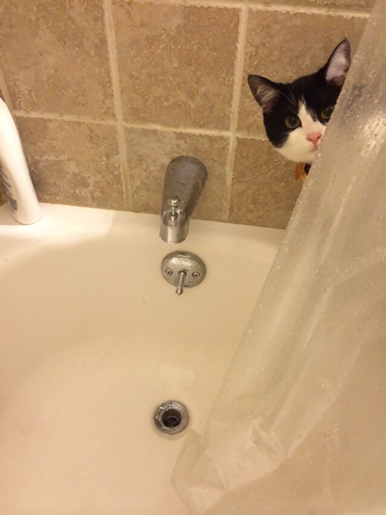 disrespecting cats