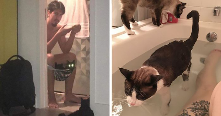 disrespecting cats