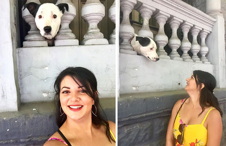 cute dog spotting