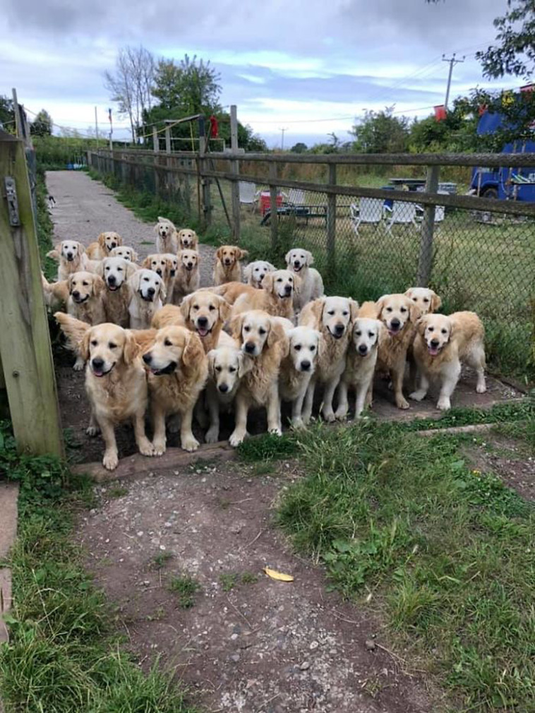 cute dog spotting