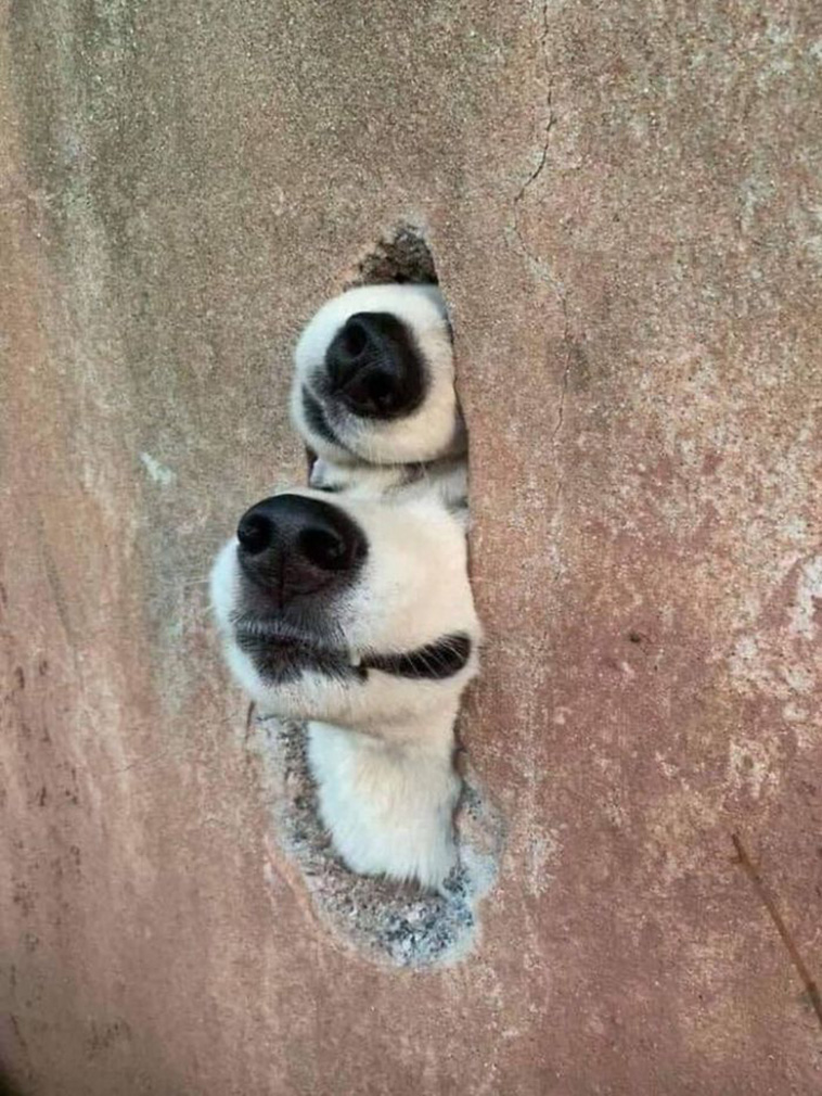 cute dog spotting 