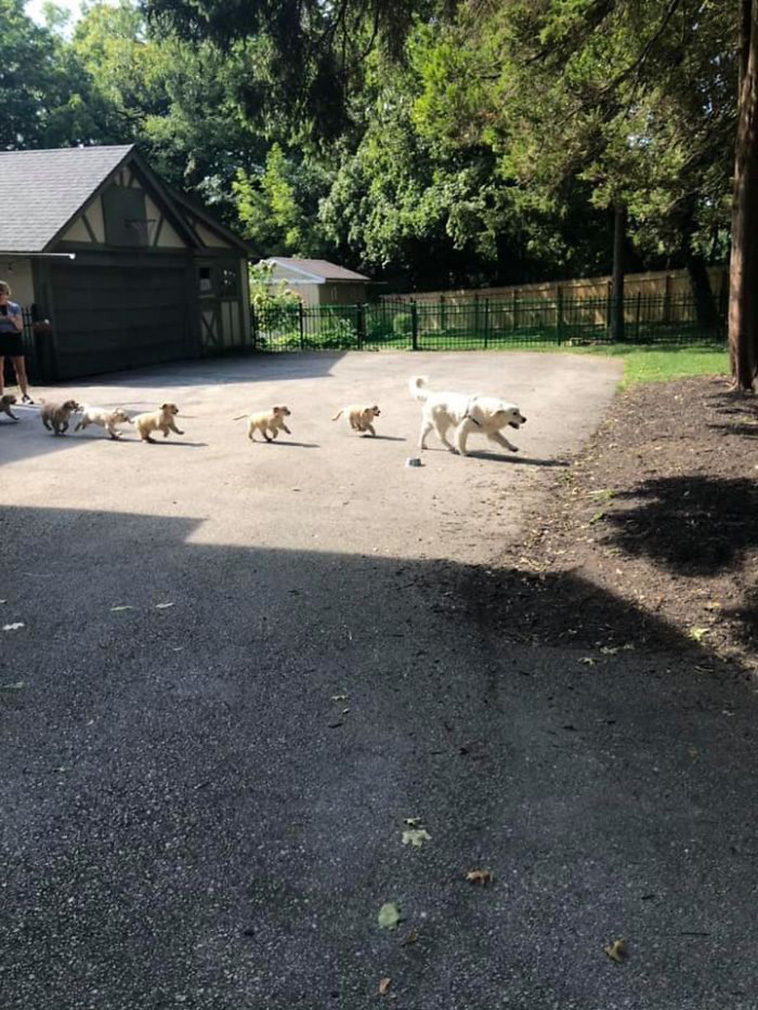 funny dog spotting