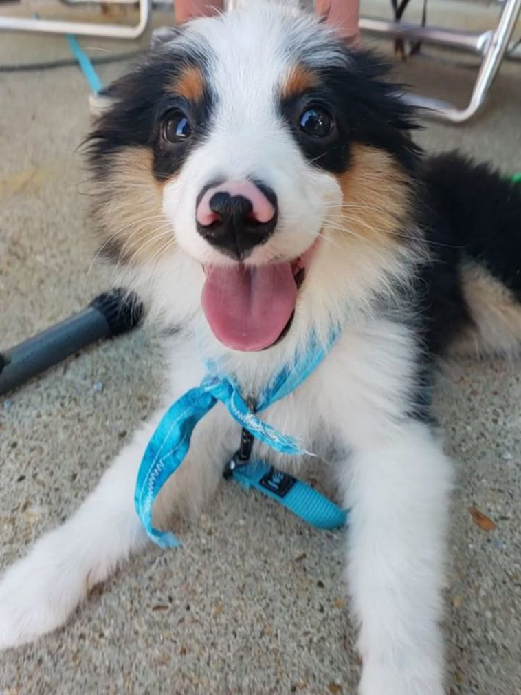 funny dog spotting