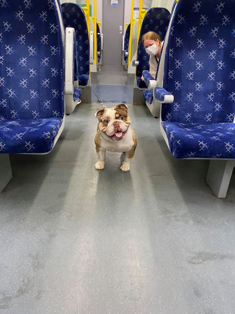 funny dog spotting