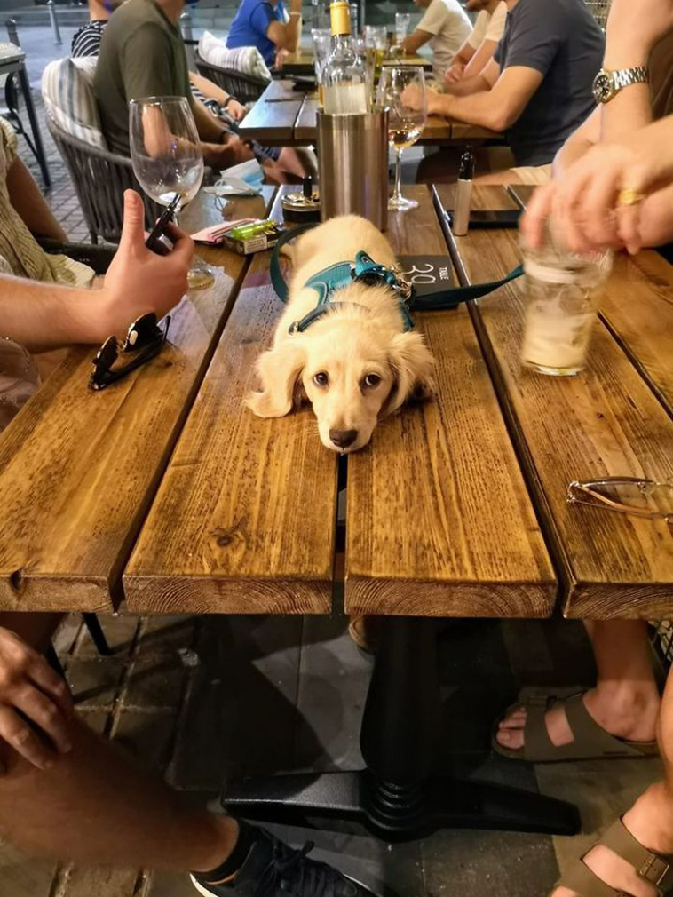 funny dog spotting