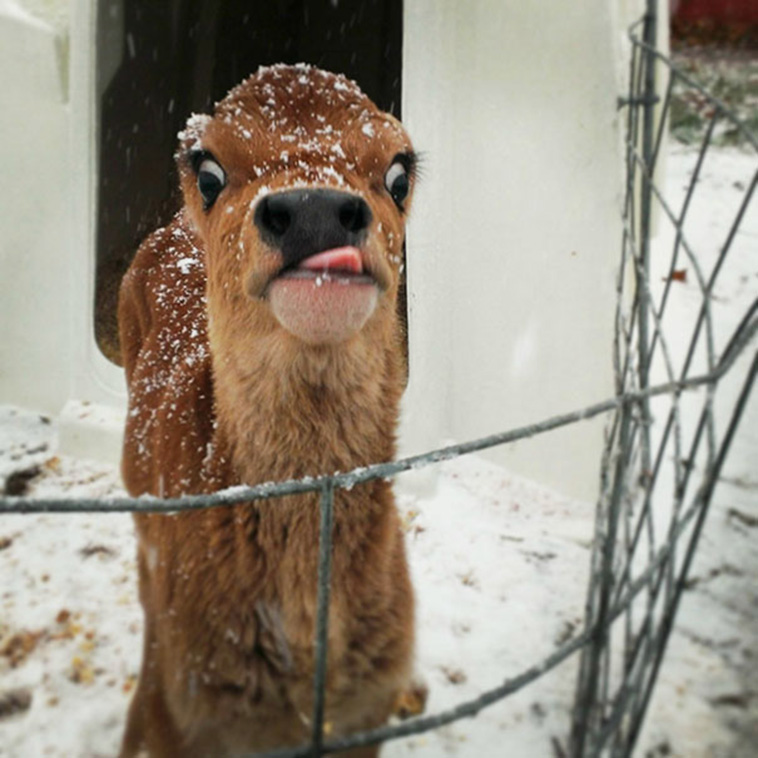 funny unphotogenic animals