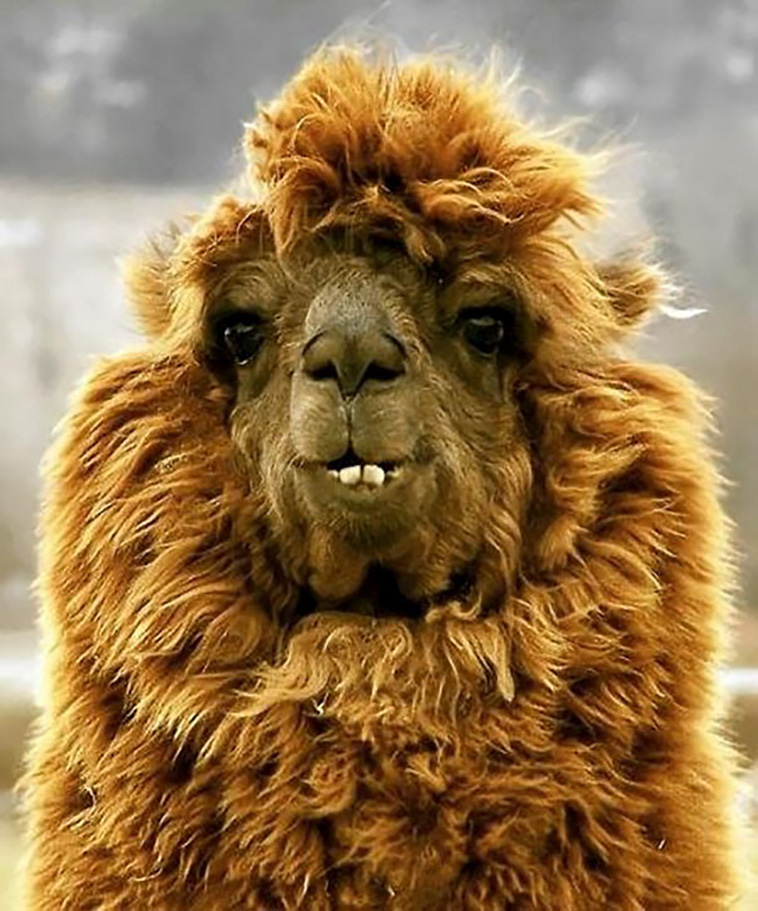 funny unphotogenic animals