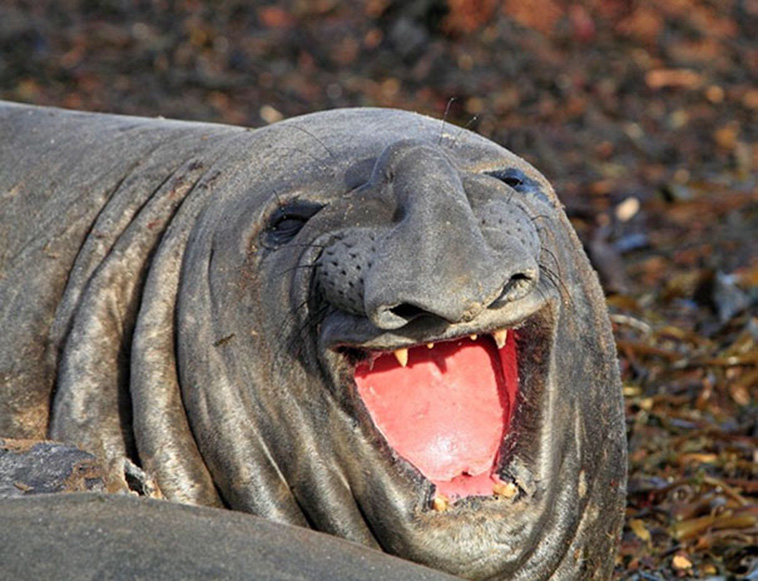 funny unphotogenic animals