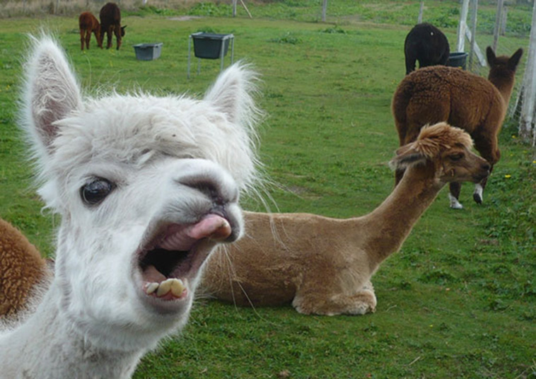 unphotogenic animals