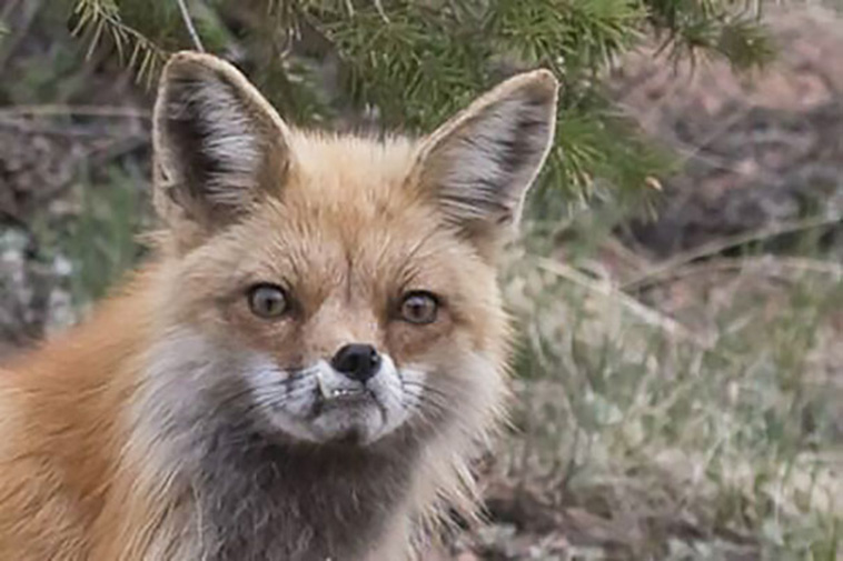 unphotogenic animals