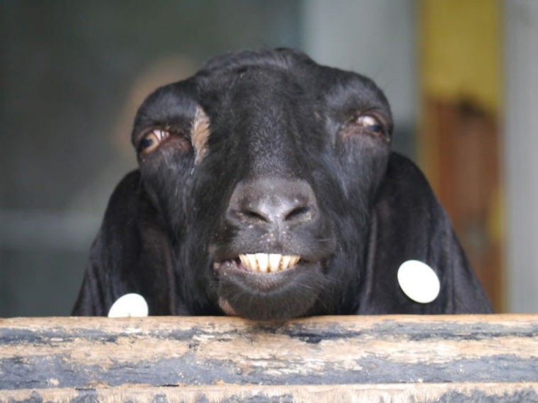 unphotogenic animals