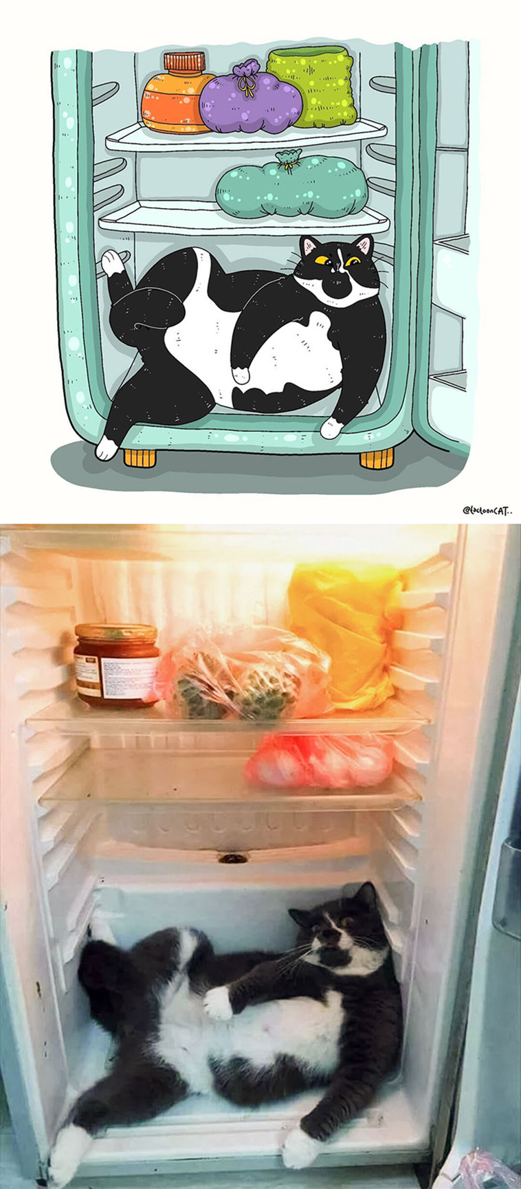 funny cat memes