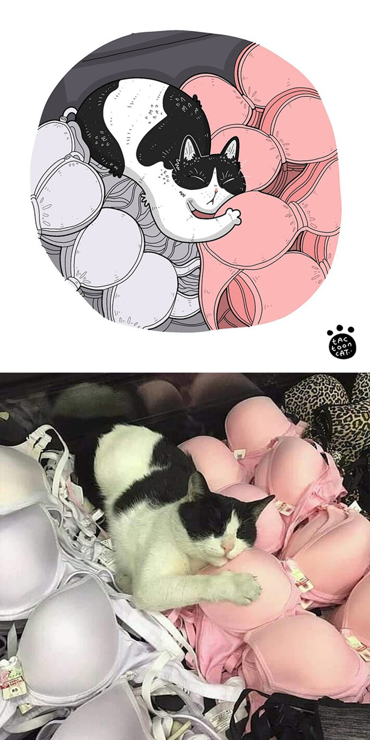 funny cat memes