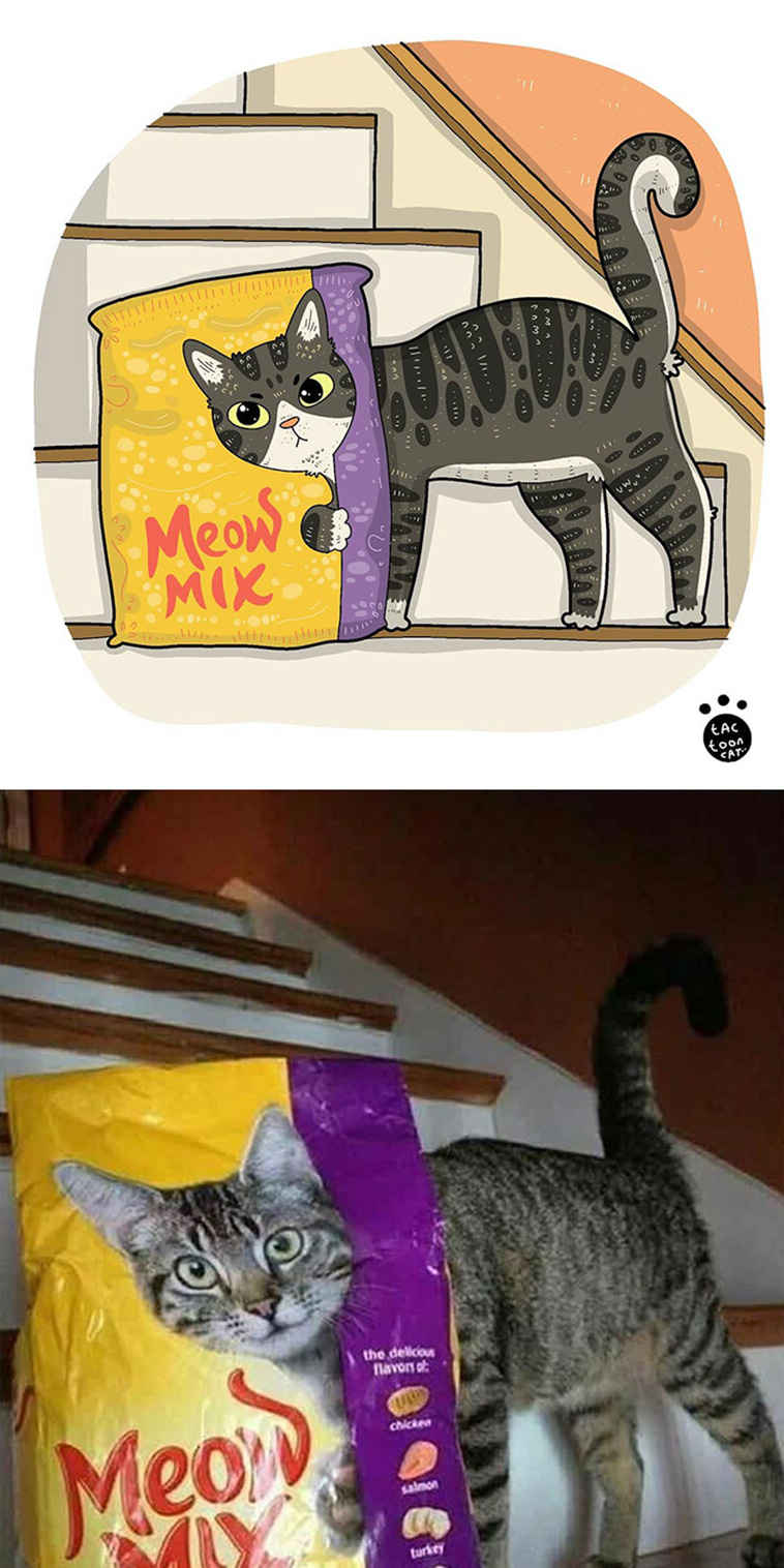 illustrated funny cat memes