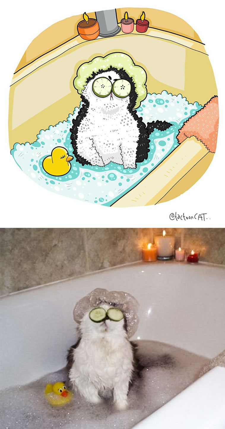 illustrated funny cat memes