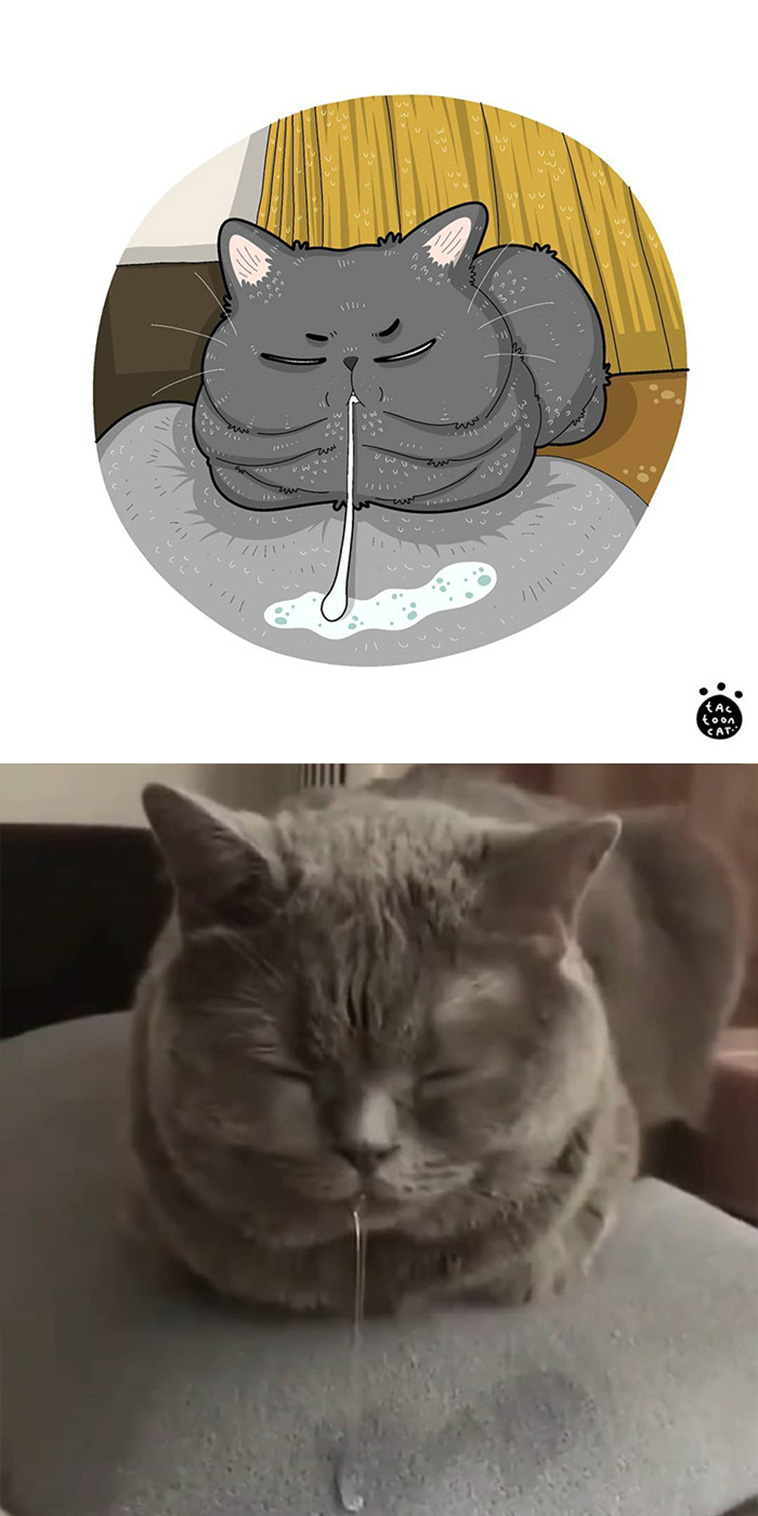 illustrated funny cat memes