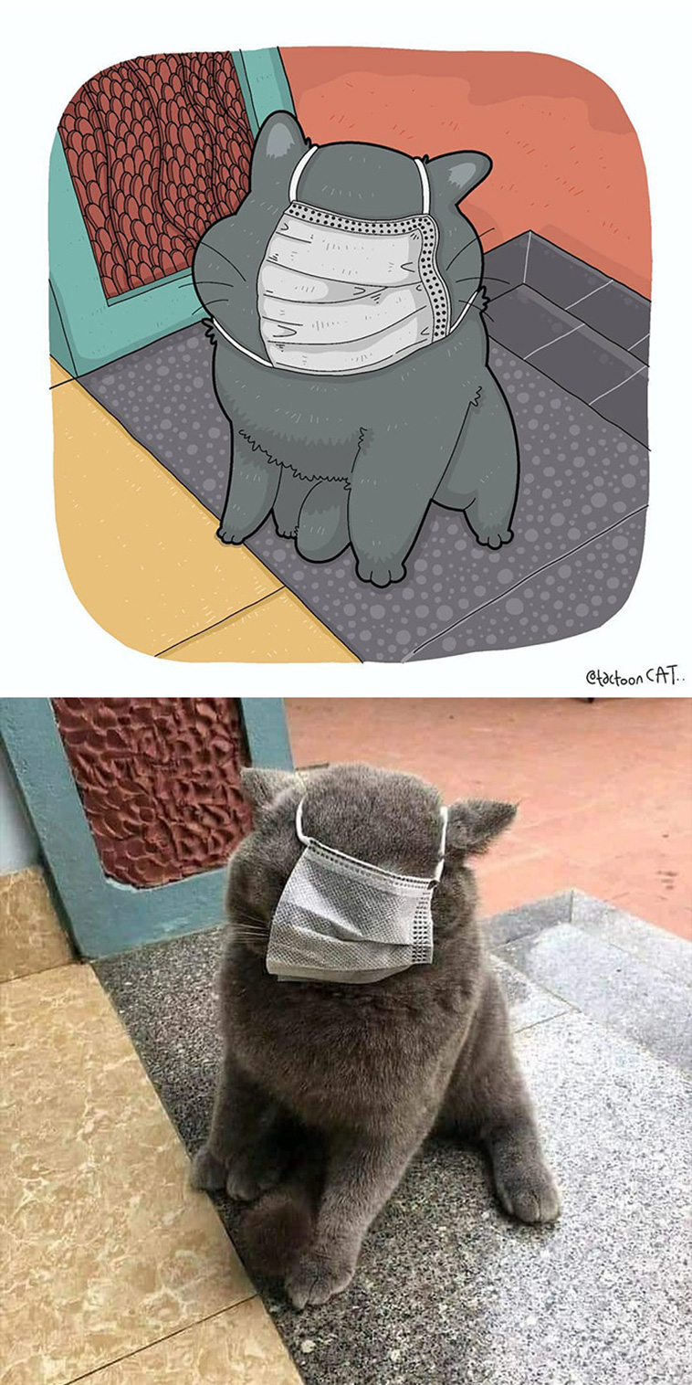 illustrated funny cat memes