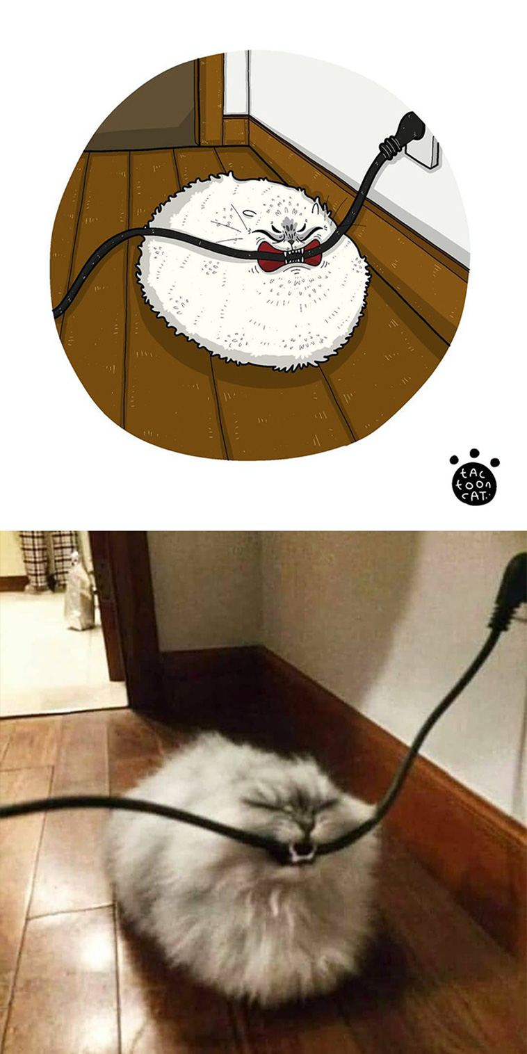 illustrated funny cat memes