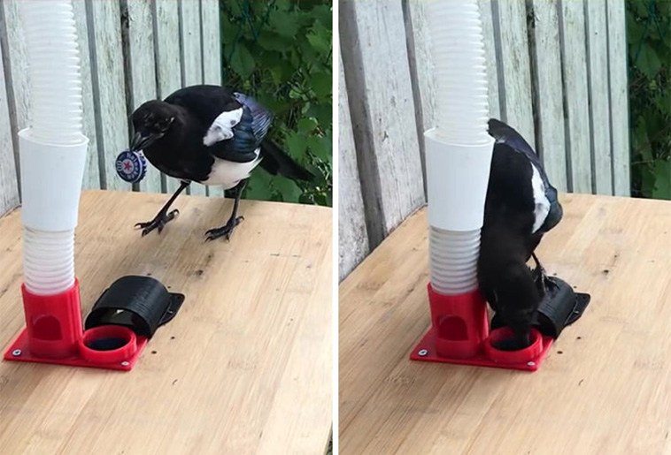 magpies recycling machine