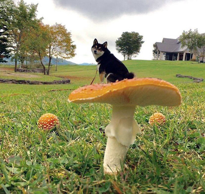 dogs on mushroom
