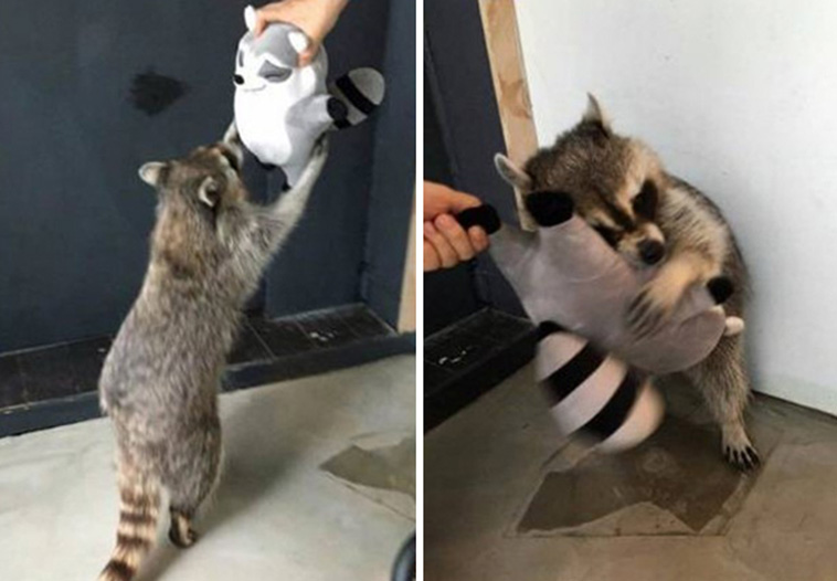 pets favorite toys