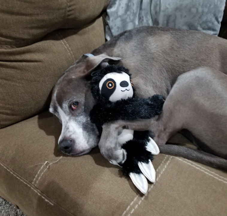 pets favorite toys