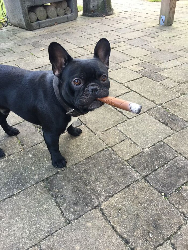 pets favorite toys