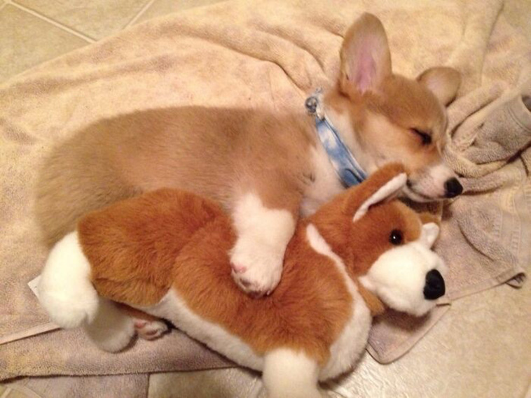 pets favorite toys