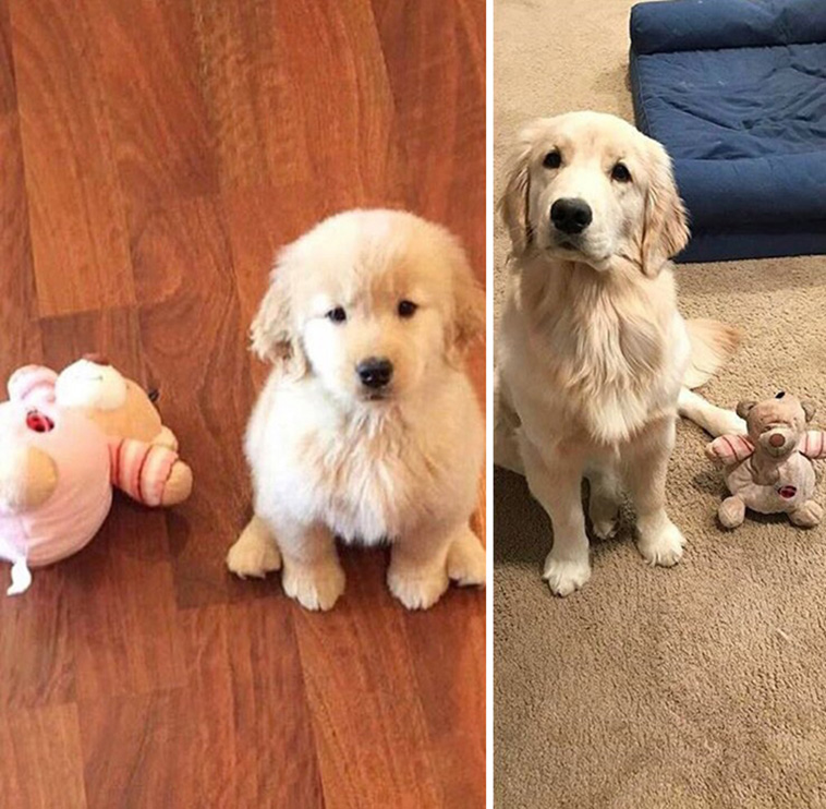 pets favorite toys