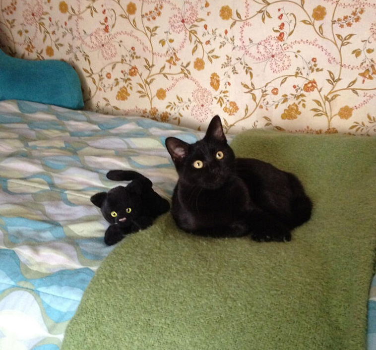 pets favorite toys