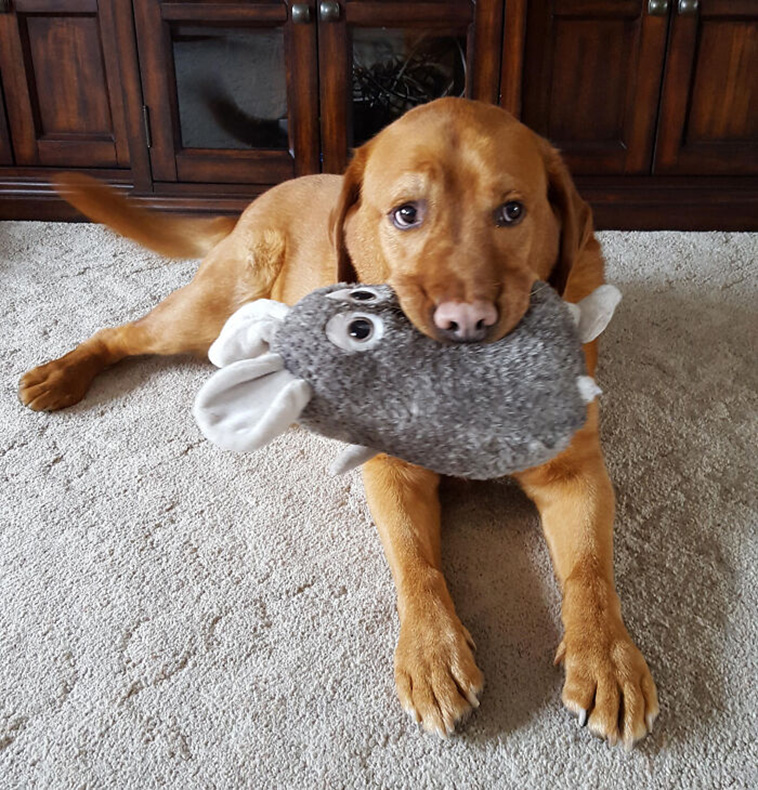 pets favorite toys
