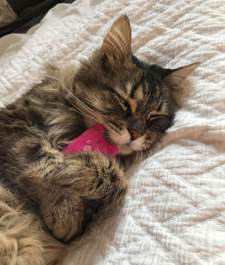 pets favorite toys