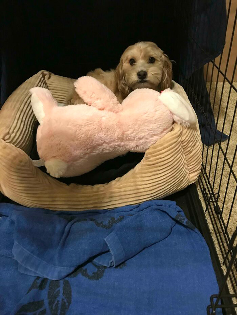 pets favorite toys