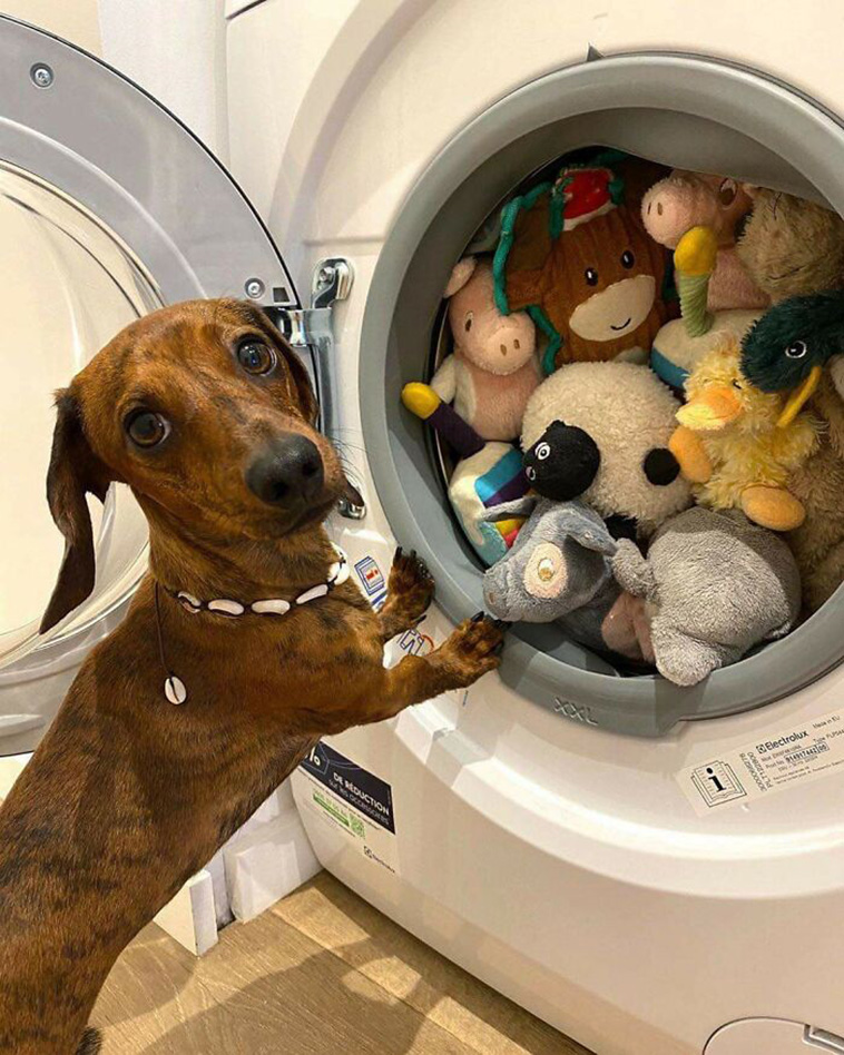 pets favorite toys