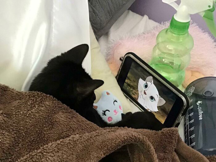 pets favorite toys