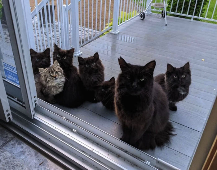 rescued pets
