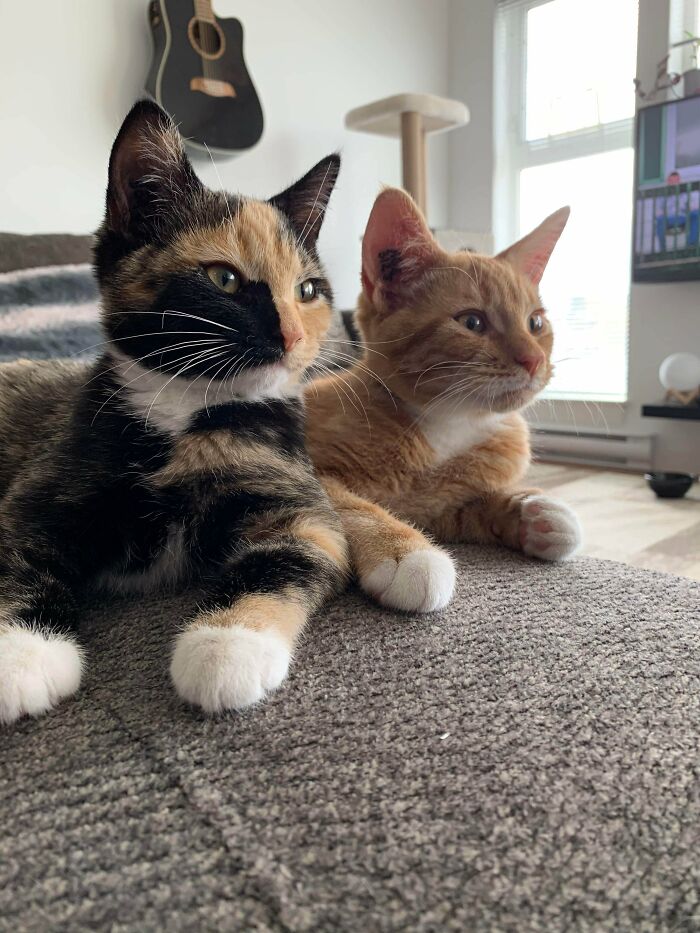 rescued pets