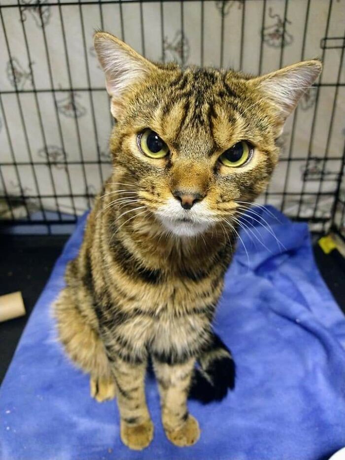 rescued pets
