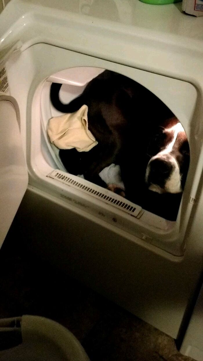 rescued pets