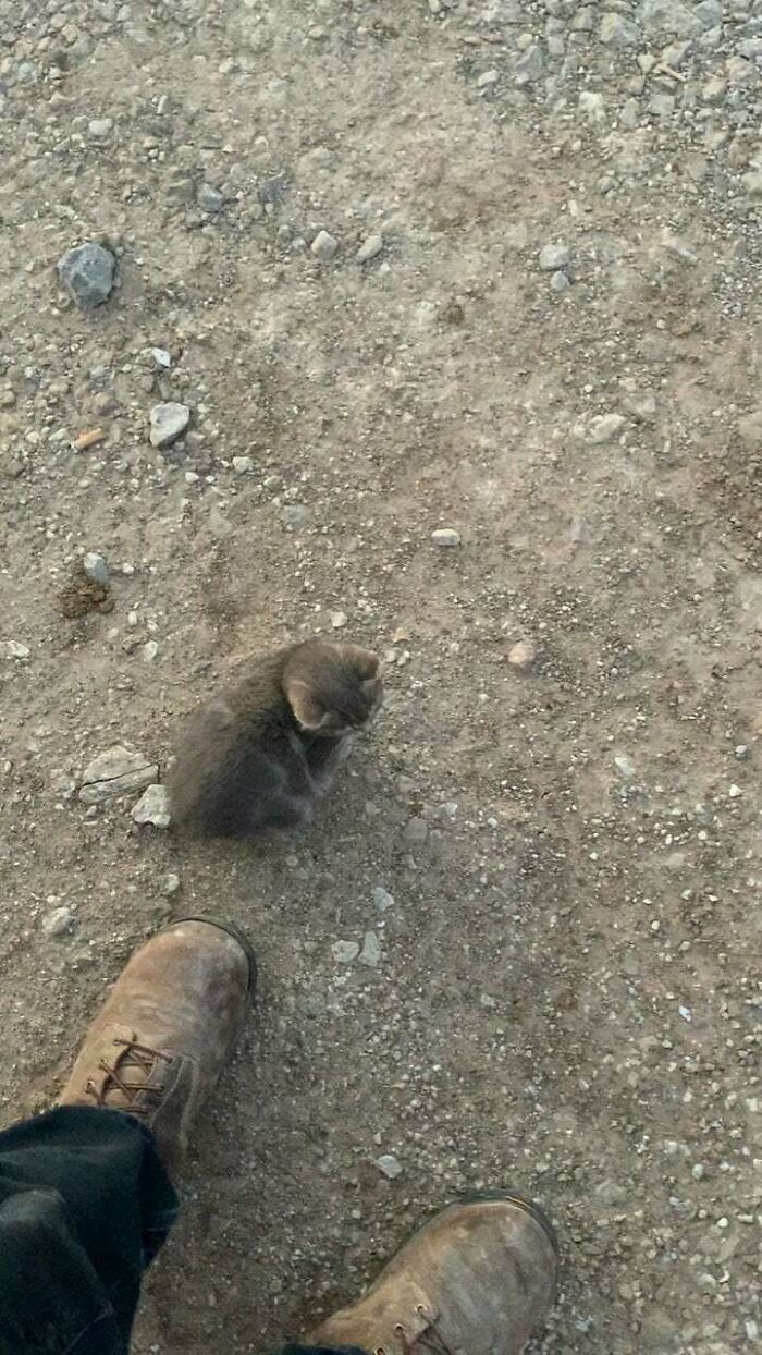 rescued pets