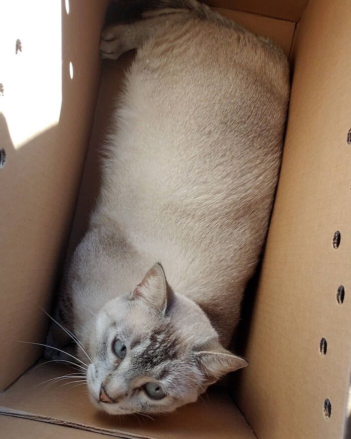 rescued pets