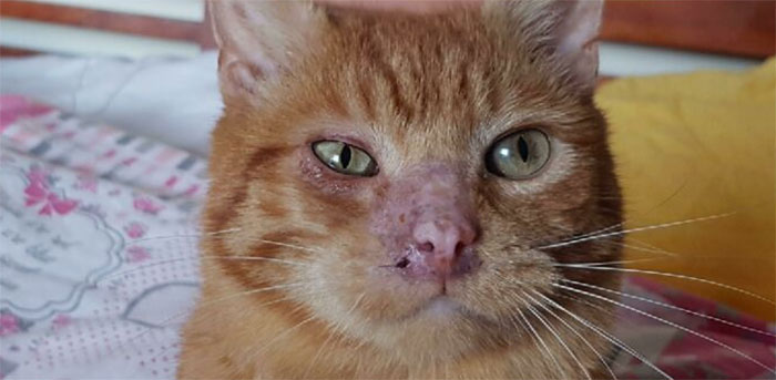 rescued pets