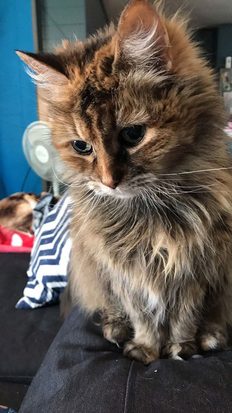 senior cats
