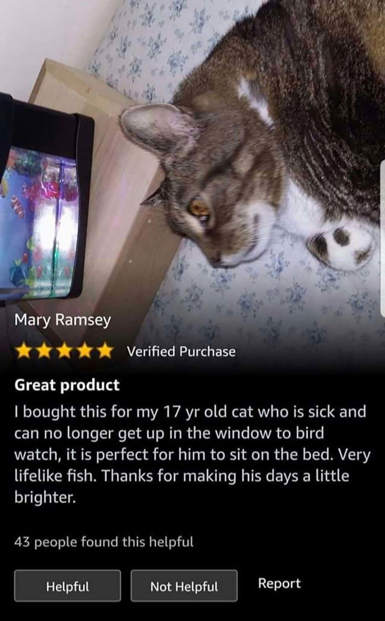 senior cats