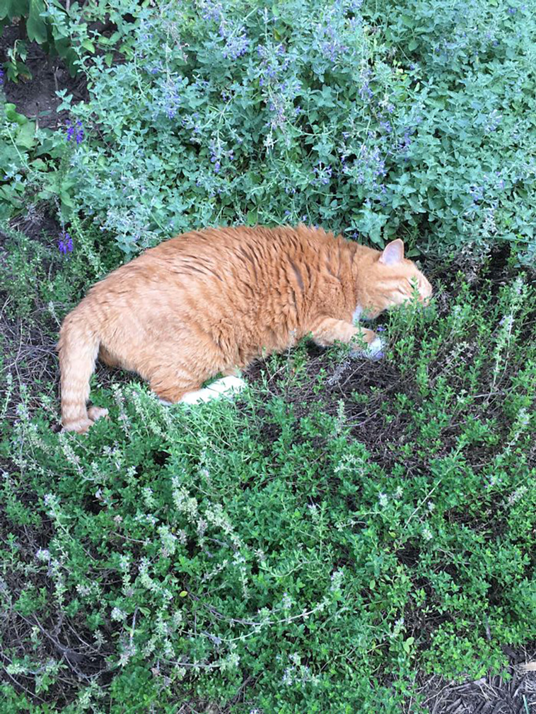 senior cats