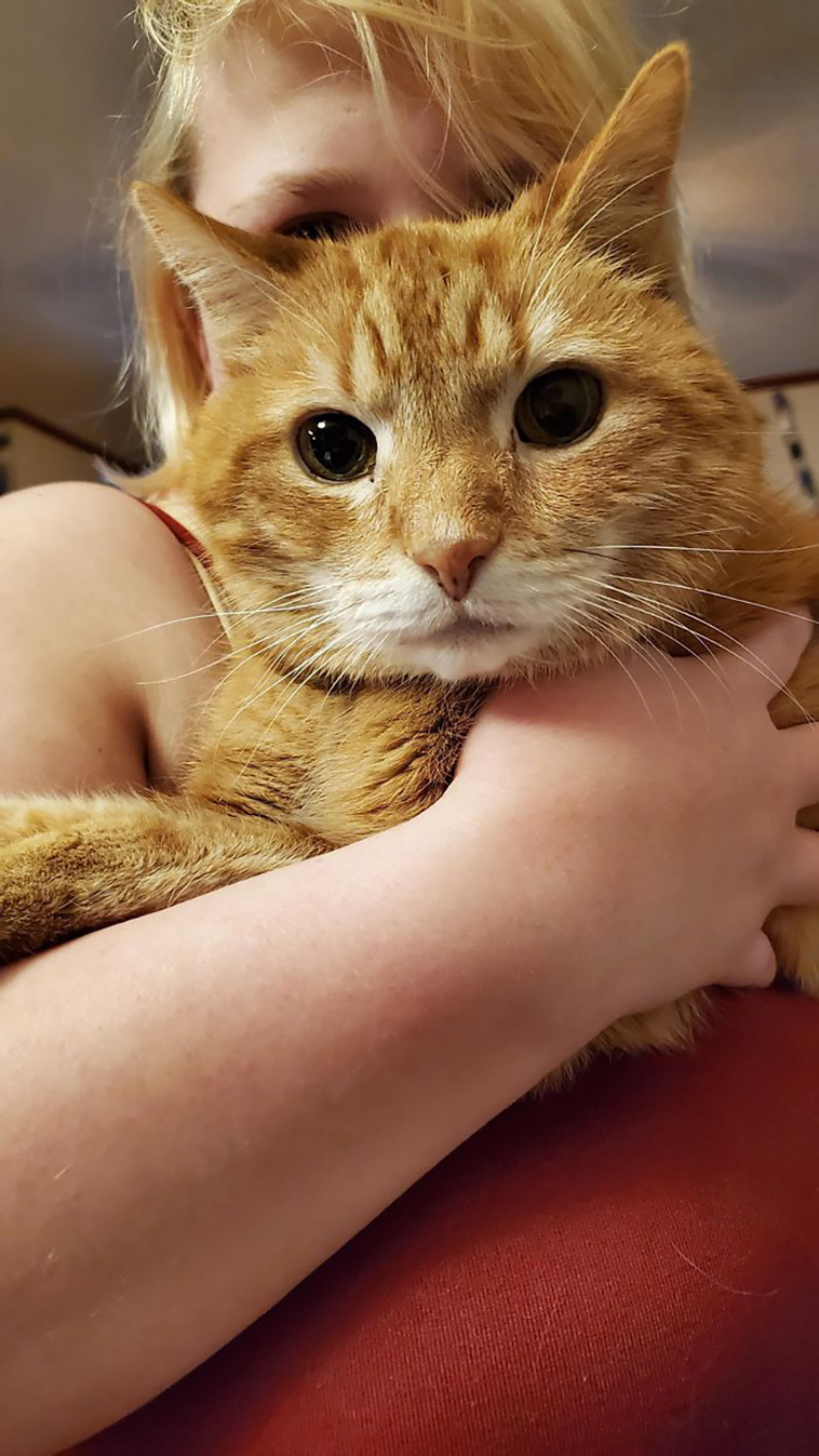 senior cats
