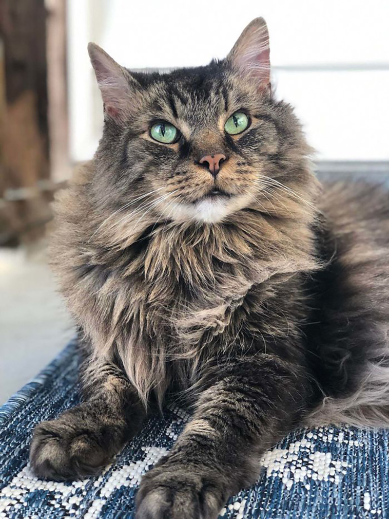senior cats