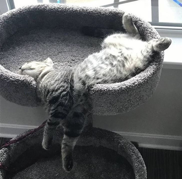 cute animals