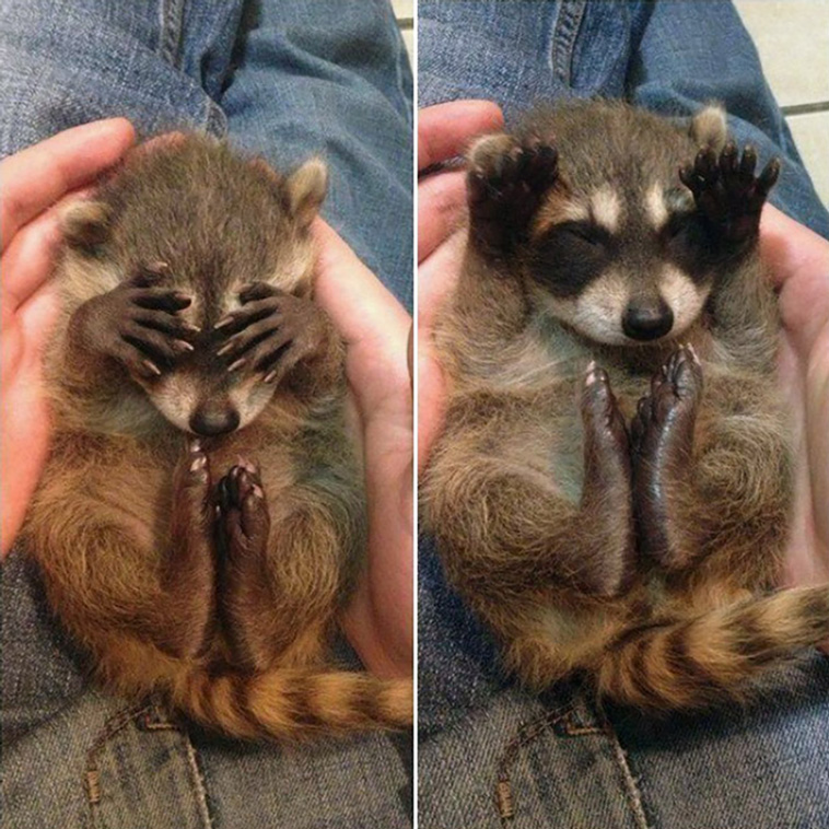 trash pandas