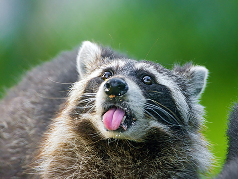 trash pandas